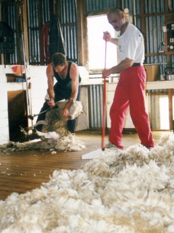 Oparau Garage Sheep Shearing at Bill Rogers Friends